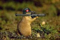 CanadaFights.jpg