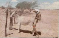 BinMule.jpg