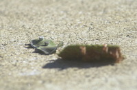 DSC_0121.JPG